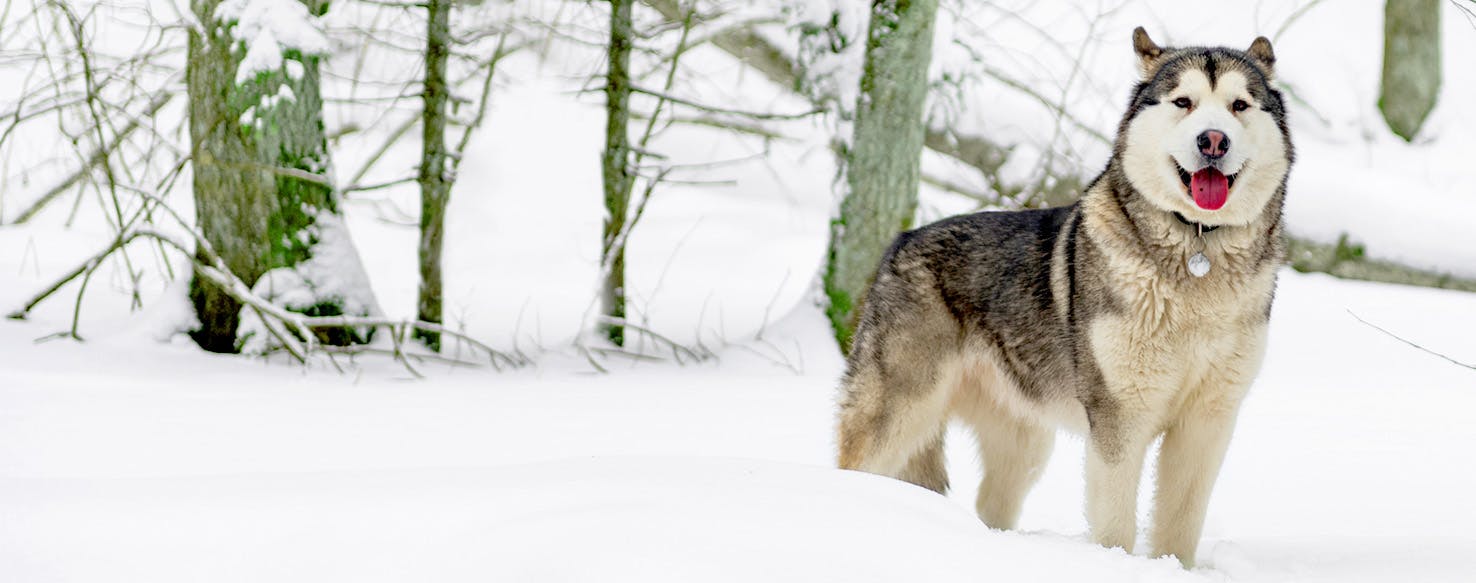The Legend of Zorro Inspired Dog Names Popular Male and Female Names